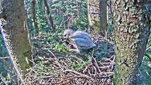 最新老鼠爆料新闻视频下载,一窥娱乐圈幕后真相  第3张